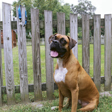 Load image into Gallery viewer, KeepSafe Collar 1" (Extra Large, Red)