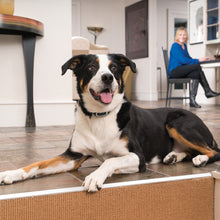 Charger l'image dans la galerie, Collier-récepteur supplémentaire pour système de dressage Add-A-Dog®