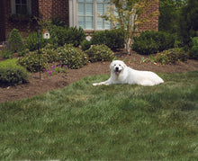 Charger l'image dans la galerie, Système de contrôle des aboiements pour l'extérieur