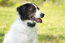 Load image into Gallery viewer, VT-800 Remote Vibration Trainer