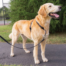 Load image into Gallery viewer, 3 in 1™ Harness and Car Restraint

