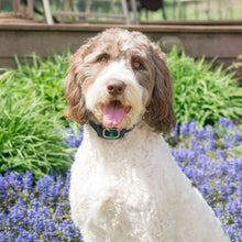 Load image into Gallery viewer, Bark Collar

