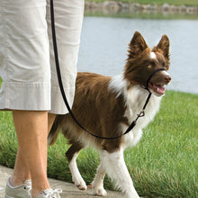 Load image into Gallery viewer, Easy Walk® Headcollar
