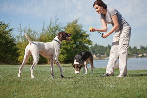 Elite Big Dog Add-A-Dog® Extra Receiver Collar