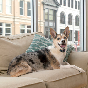 Lite Rechargeable Bark Collar