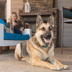 SMART DOG™ Trainer