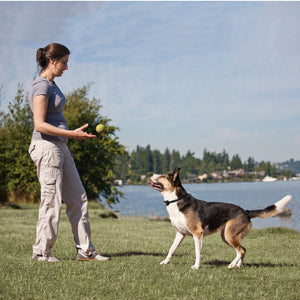 Little Dog Add-A-Dog® Extra Receiver Collar