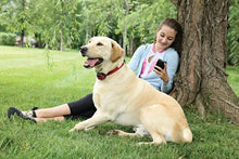 Load image into Gallery viewer, Stay+Play Wireless Fence™ Stubborn Dog Add-A-Dog® Extra Receiver Collar
