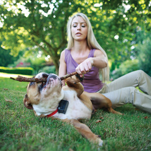 Stubborn Dog In-Ground Fence™ System
