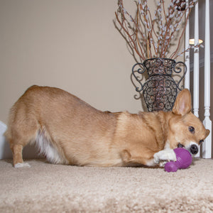 Busy Buddy™ Squeak 'n Treat Booya