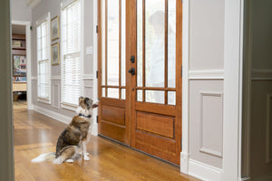 Spray Bark Collar